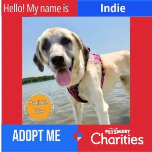 Indie, Adult Female Great Pyrenees