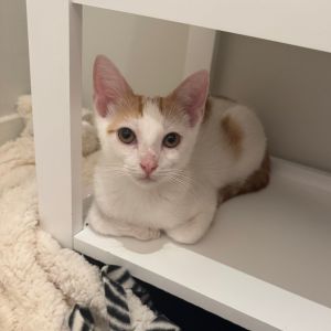 Isopod, Baby Male Domestic Short Hair