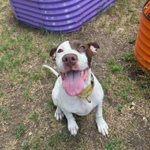 Chadwick, Baby Male Mixed Breed