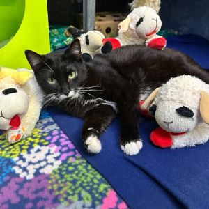 Lambinator, Adult Female Domestic Short Hair