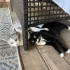 Lambinator photo 6