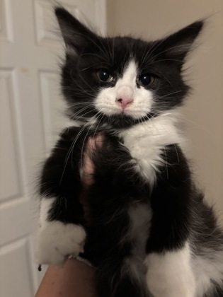 Scout