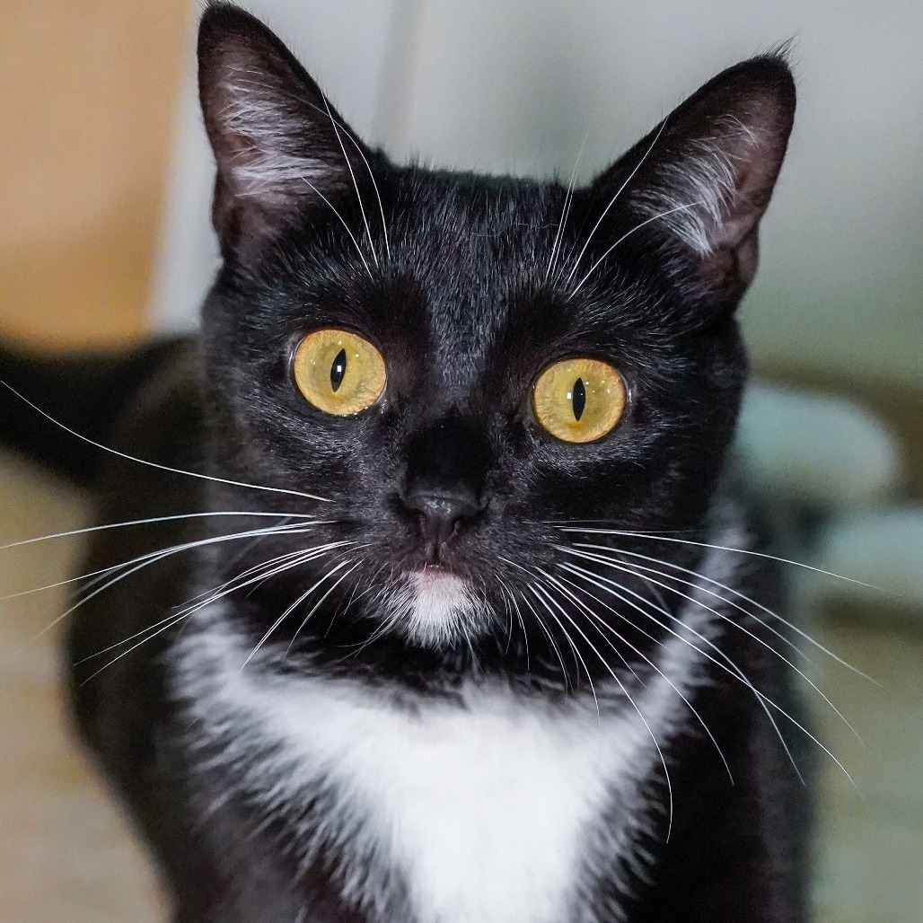 Eenie, an adoptable Domestic Short Hair in Thomaston, ME, 04861 | Photo Image 1