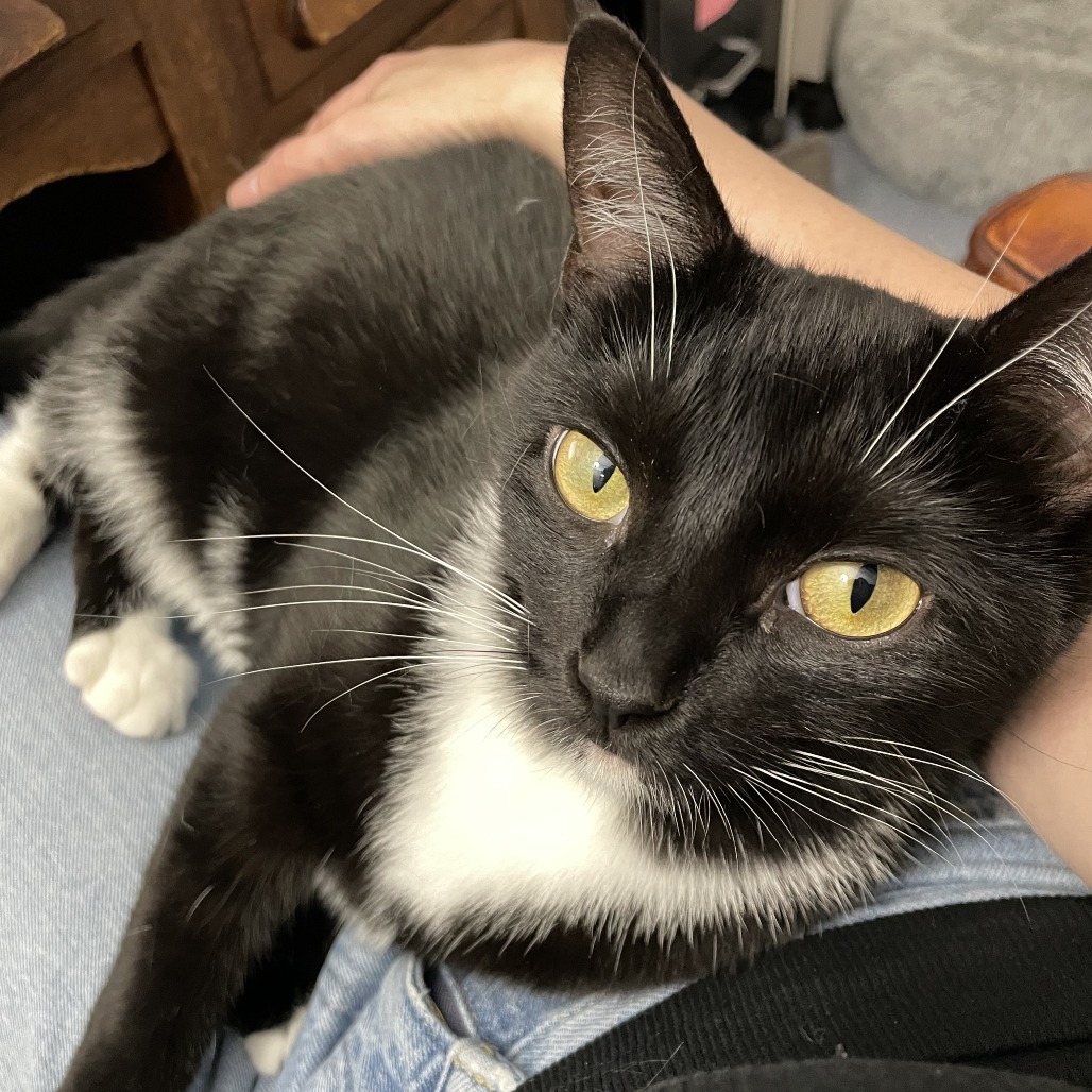 Eenie, an adoptable Domestic Short Hair in Thomaston, ME, 04861 | Photo Image 1