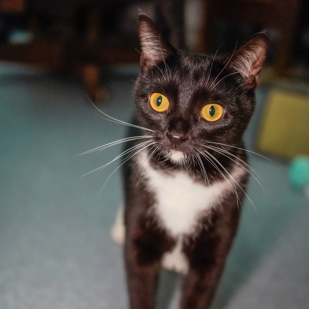 Eenie, an adoptable Domestic Short Hair in Thomaston, ME, 04861 | Photo Image 2