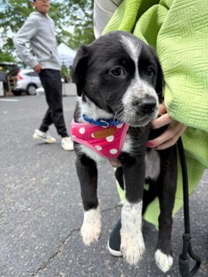 Dega, Baby Female Terrier