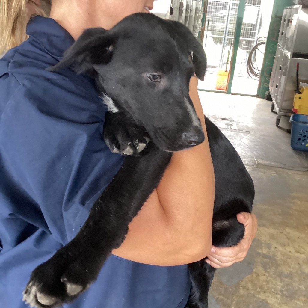 Joey, an adoptable Mixed Breed in Volcano, HI, 96785 | Photo Image 2