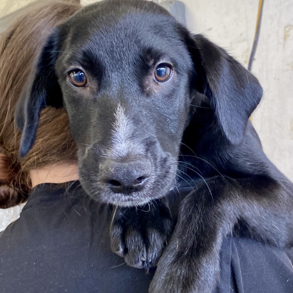 Joey, an adoptable Mixed Breed in Volcano, HI, 96785 | Photo Image 3