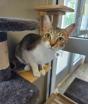 April, Adult Female Domestic Short Hair