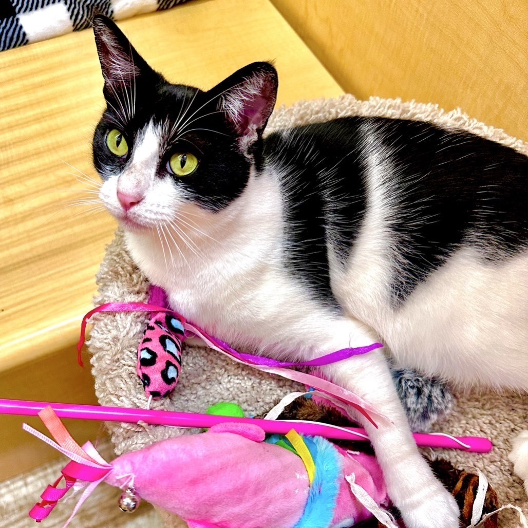 Selina (aka Cat Woman)