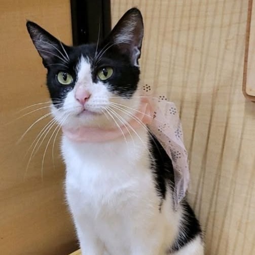 Selina (aka Cat Woman)