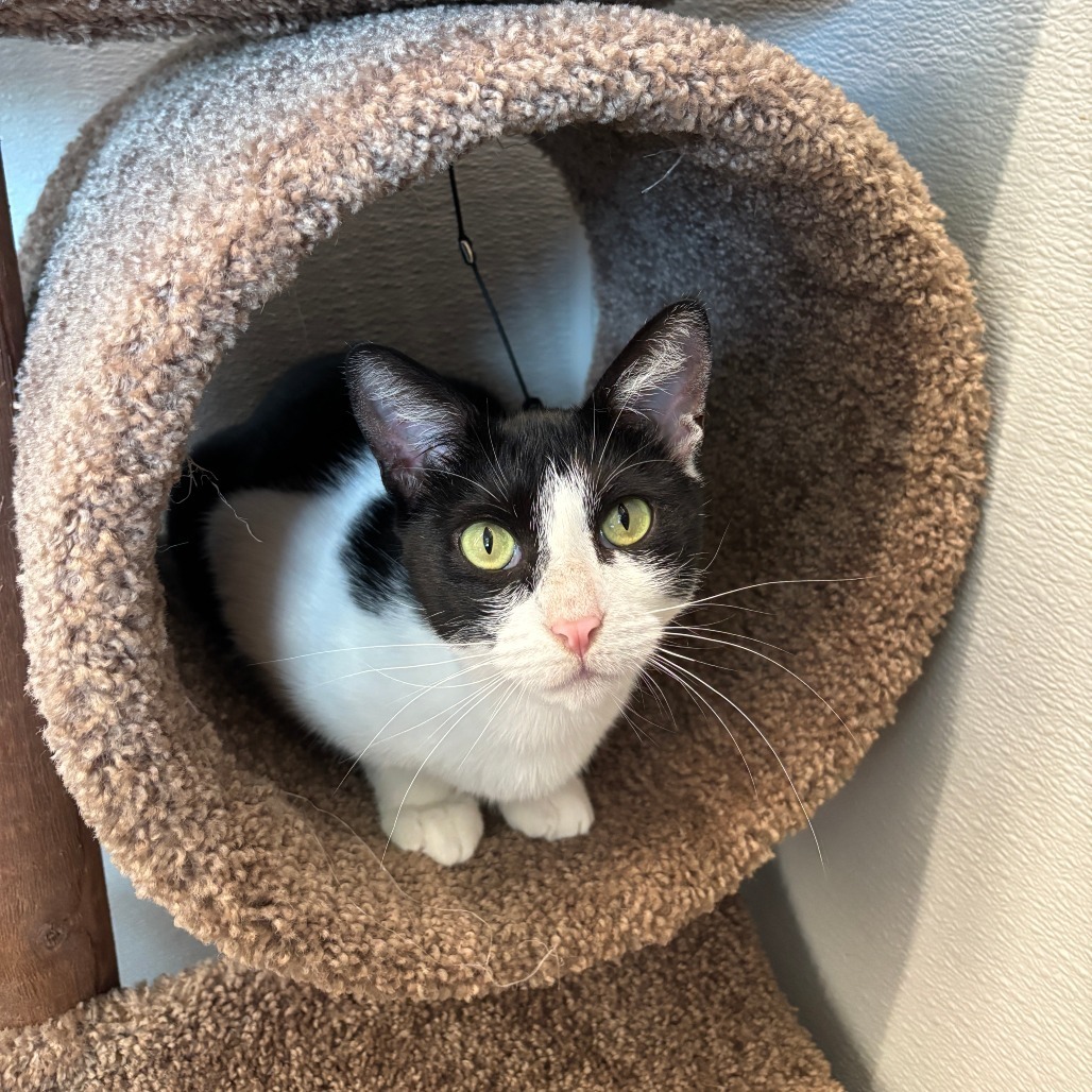 Selina (aka Cat Woman)