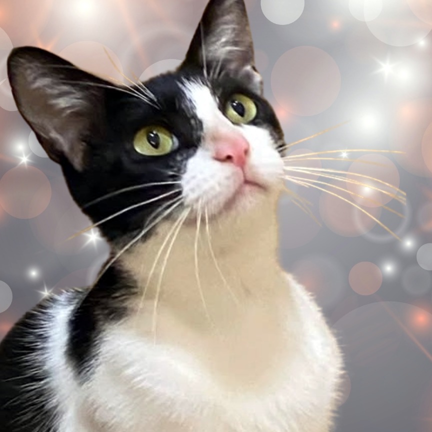 Selina (aka Cat Woman)