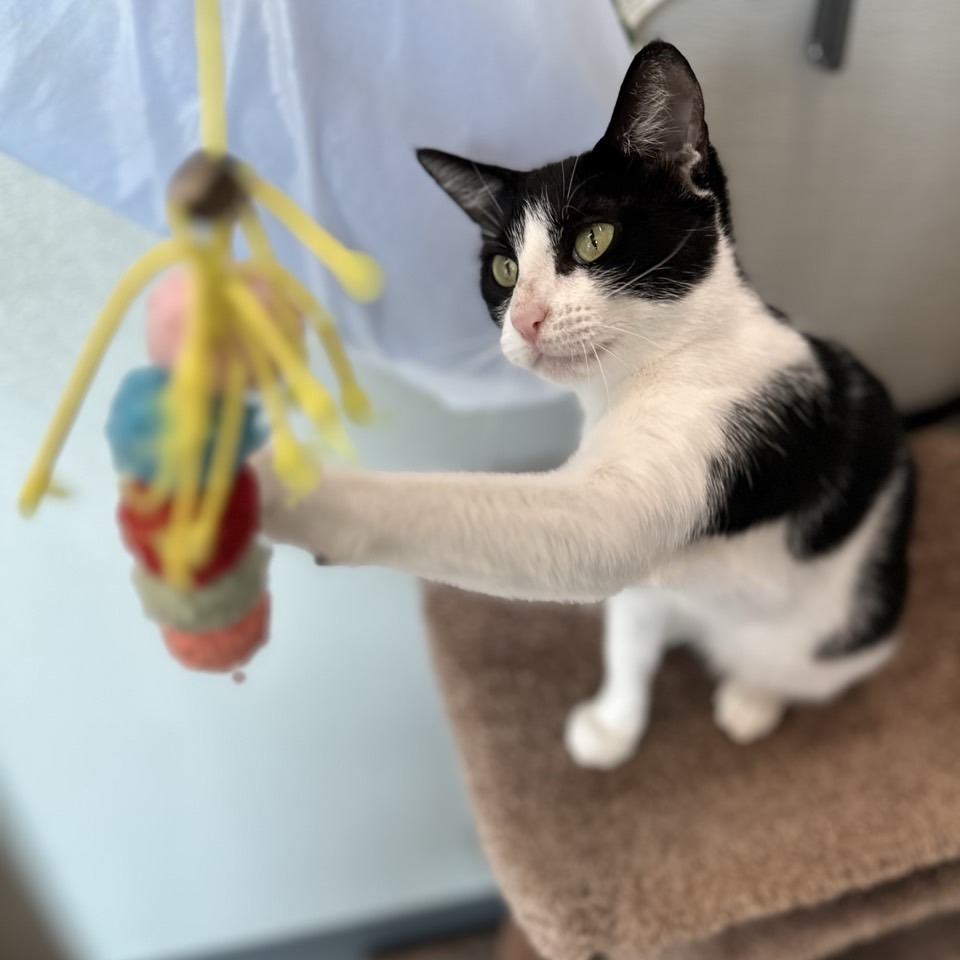 Selina (aka Cat Woman)