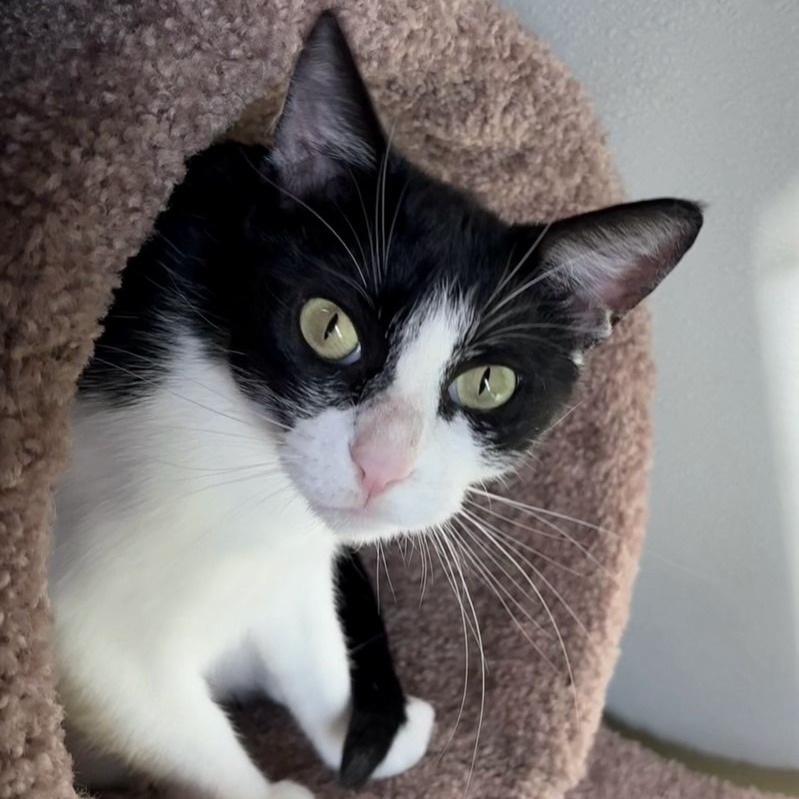 Selina (aka Cat Woman)