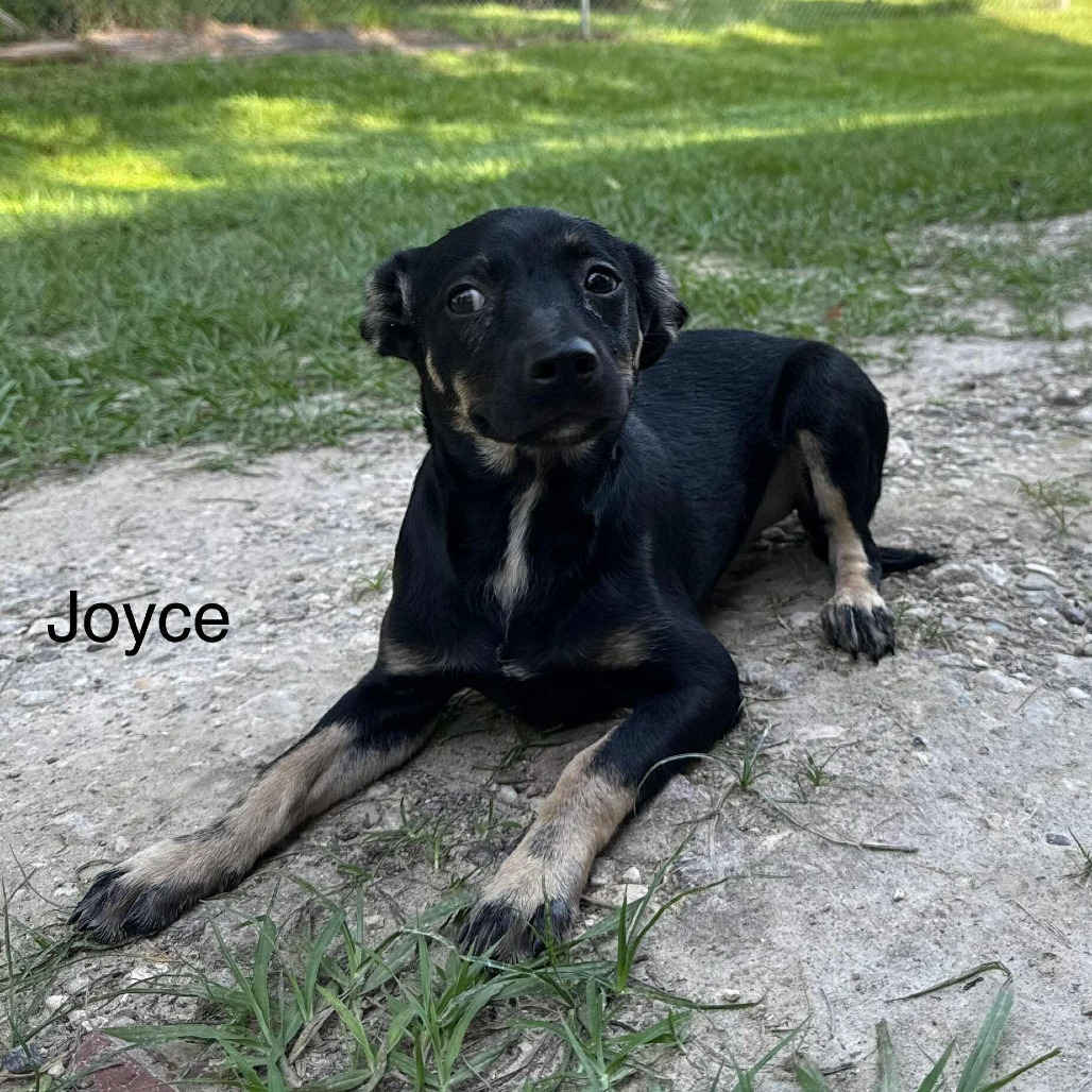 Joyce