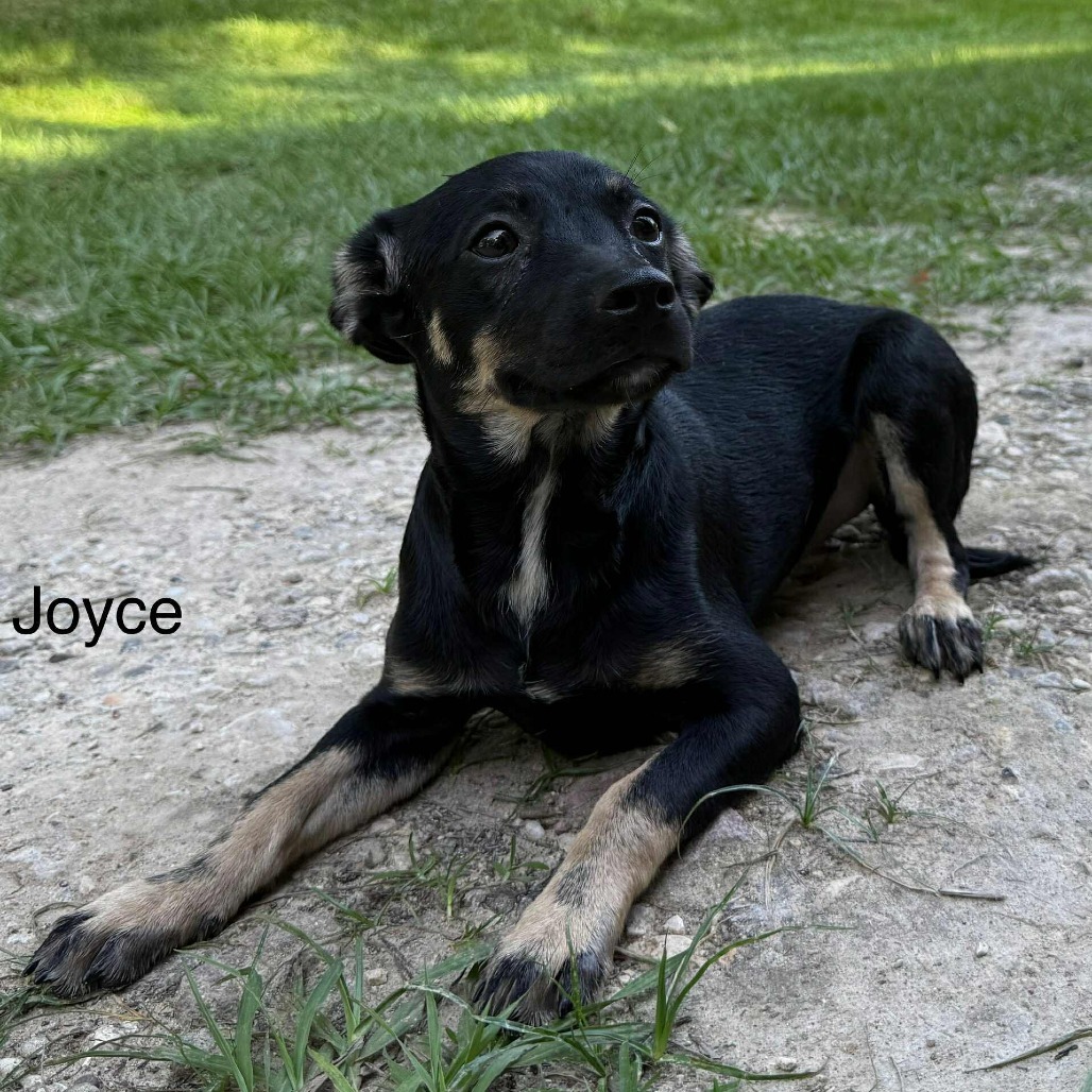 Joyce