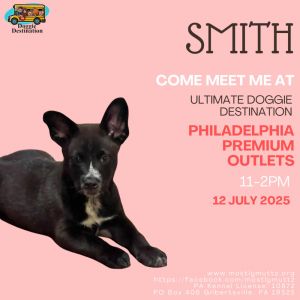 Smith, Baby Male Border Collie