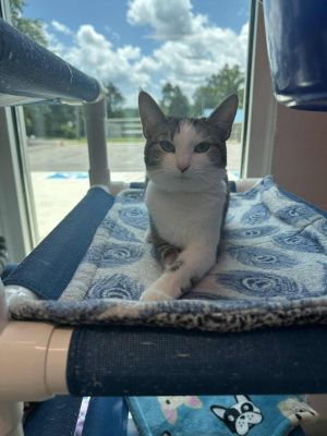 Swiss Roll, Young Female Domestic Short Hair