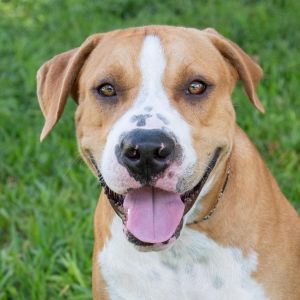 Hi my name is Waldo I was found as a stray I am a friendly pup who loves belly rubs