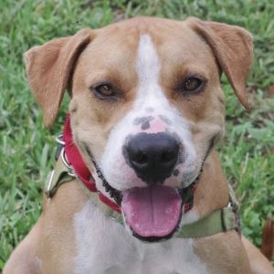 Hi my name is Waldo My owners can no longer take care of me I am a friendly pup who