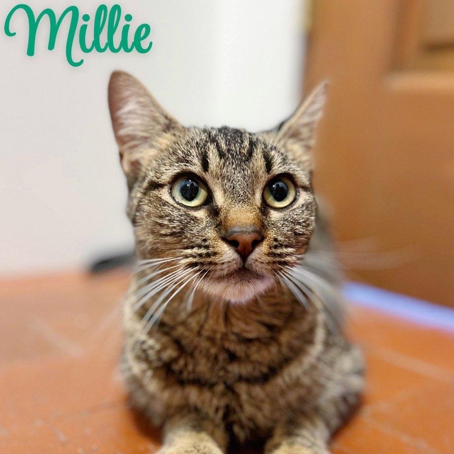 Millie