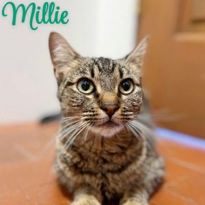 Millie, Adult Female Domestic Short Hair