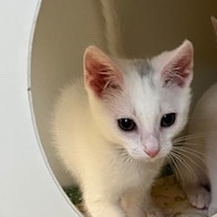 Tuna Turner