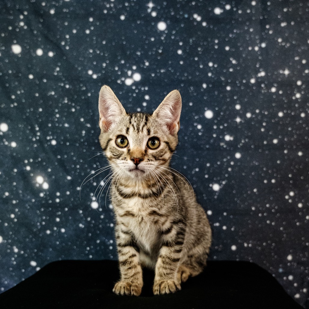 Meowcaroni