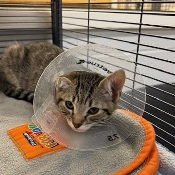 Meowcaroni