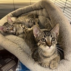 Meowcaroni