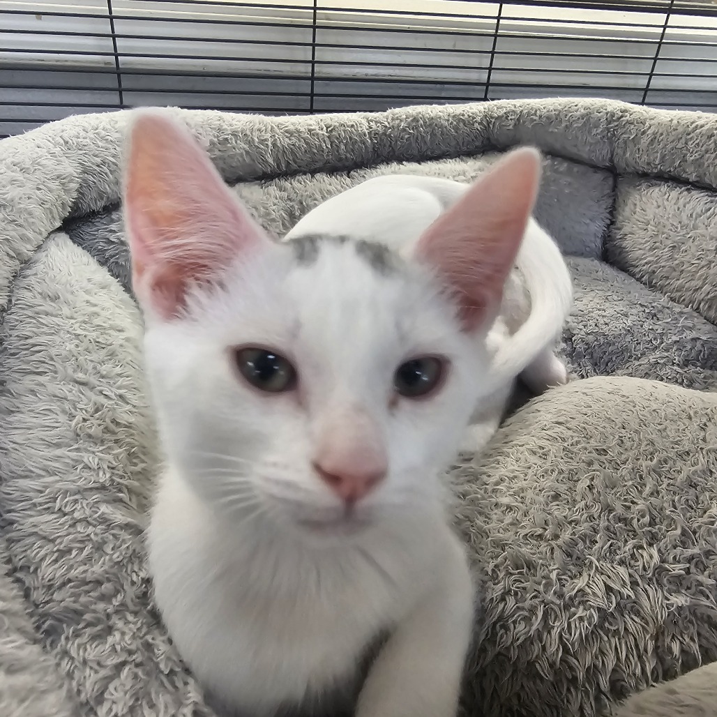 Furrito