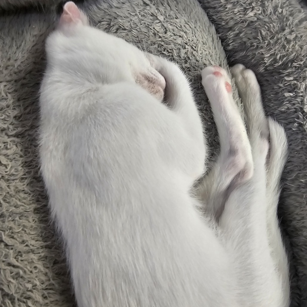 Furrito