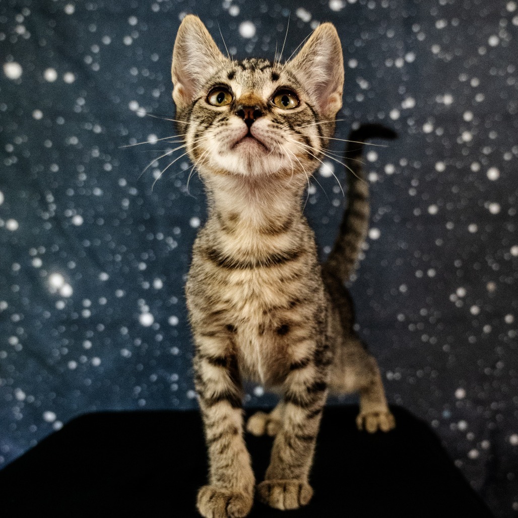Catrick Swayze