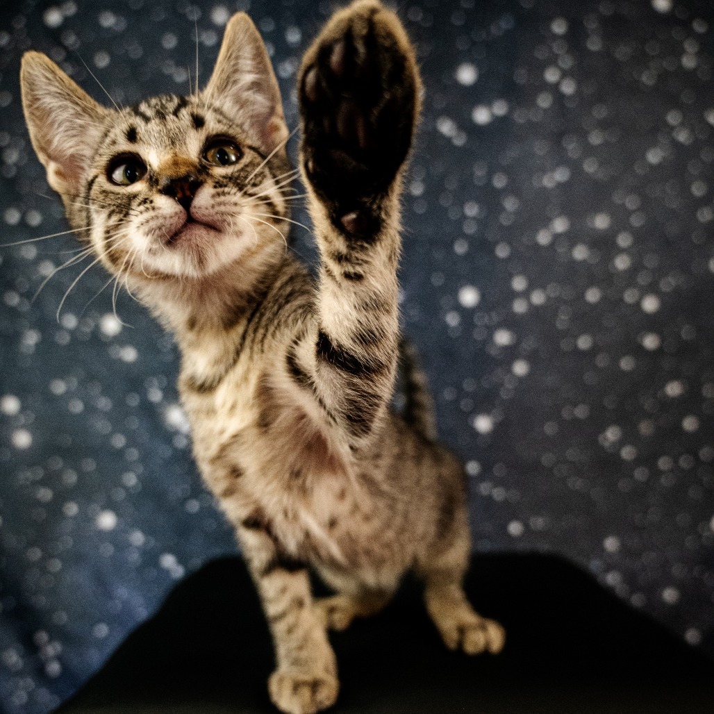 Catrick Swayze