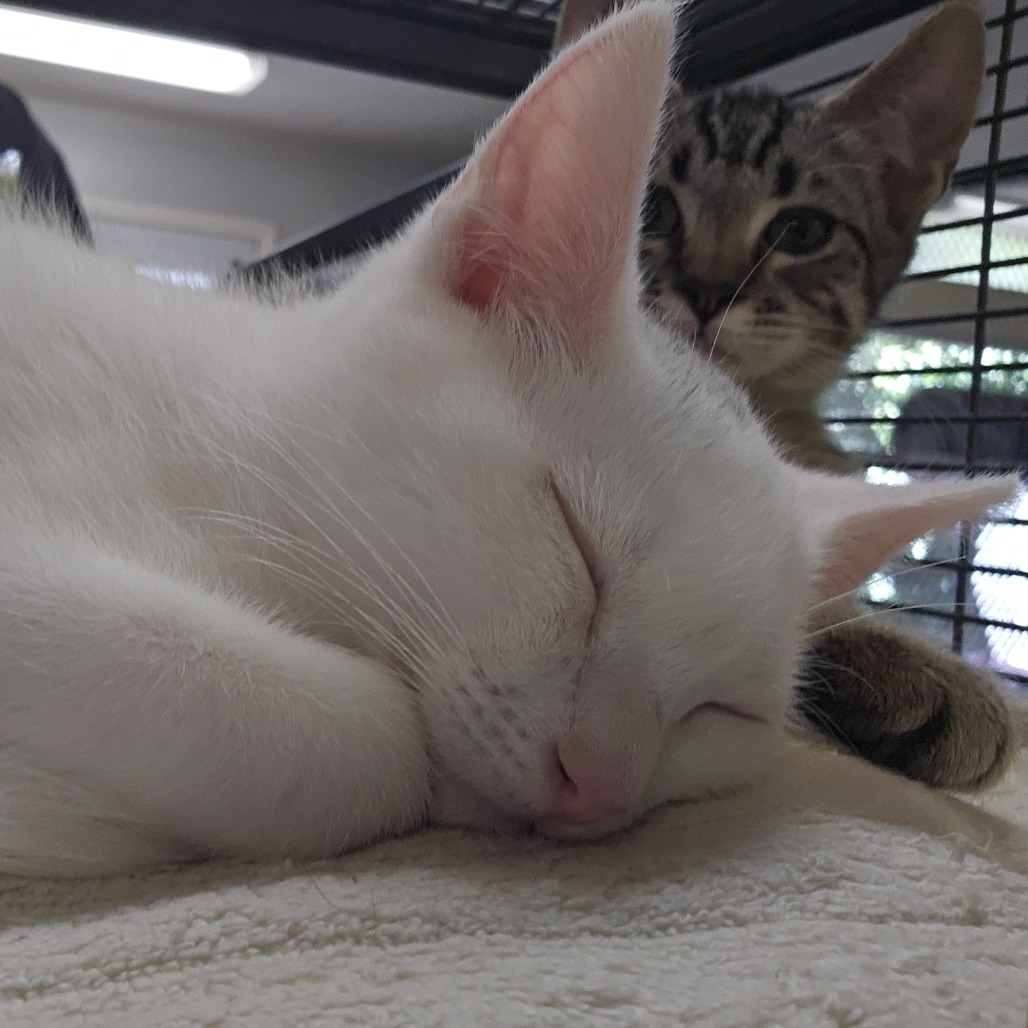 Catrick Swayze