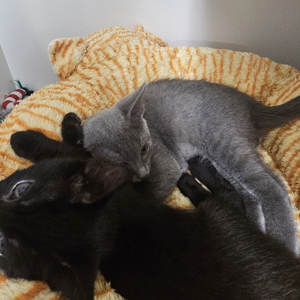 Mischief
