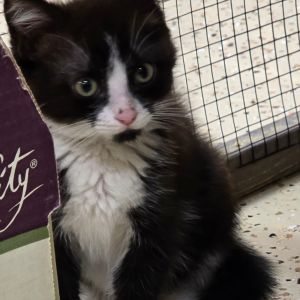 Lizzy, Baby Female Domestic Medium Hair