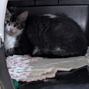 Tabbytha (Mom), Young Female Domestic Medium Hair