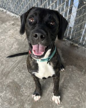 Spot, Young Male Pit Bull Terrier