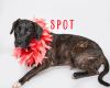 Spot photo 2