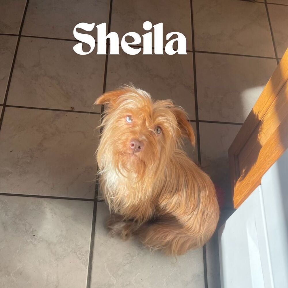 Sheila