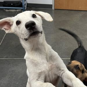 Ziggy, Baby Male German Shepherd Dog