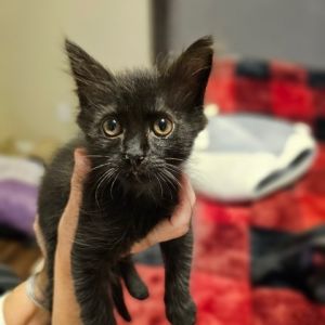 Mitch Domestic Short Hair Cat