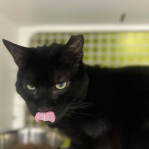 Moonpie Domestic Short Hair Cat