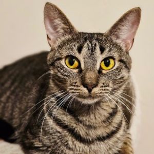 Lydia Domestic Short Hair Cat