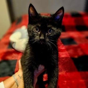 I am the biggest of my litter I love to eat and play and get love from you I would