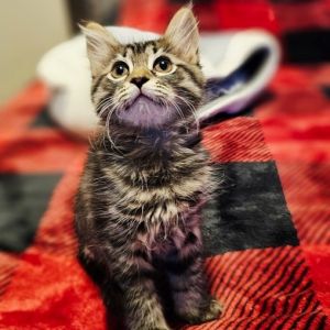 I am the cutest little fluffy tabby girl I love to play with my siblings and get love and attention