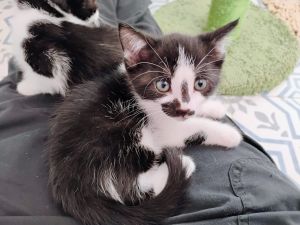 Gaia, Baby Female Domestic Short Hair