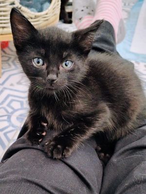 Cronus, Baby Male Bombay